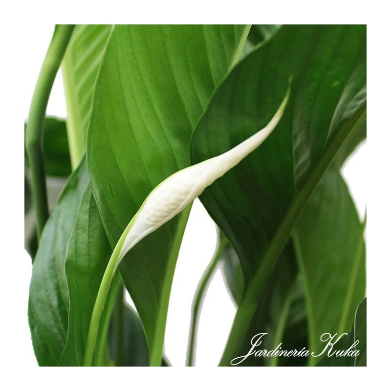 Spathiphyllum Sweet Lauretta - Imagen 3
