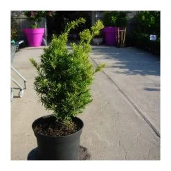 Tejo Baccata Semperaurea