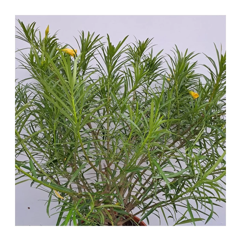 Thevetia Peruviana - Imagen 2