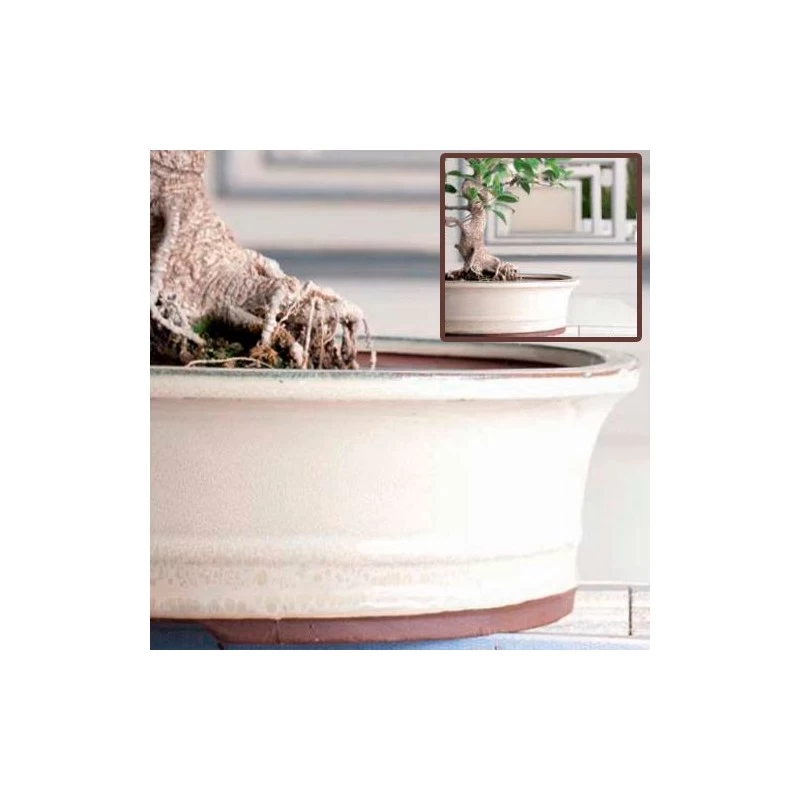 Tiesto Merak Con Plato Verde