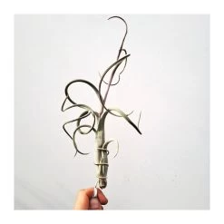 Tillandsia Intermedia