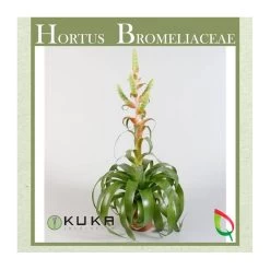 Tillandsia Samantha Sin Flor COMPRA 2 Y PAGA 1