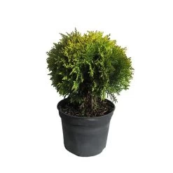 Tuya Occidentalis Danica Aurea