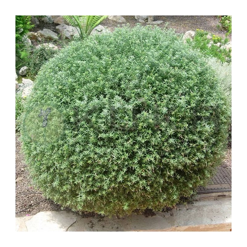 Westringia Fructicosa - Imagen 2